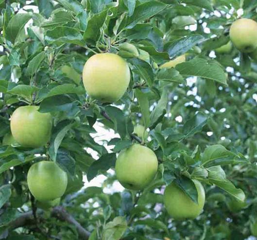 Golden Delicious apple seeds